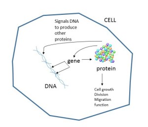 cell schema